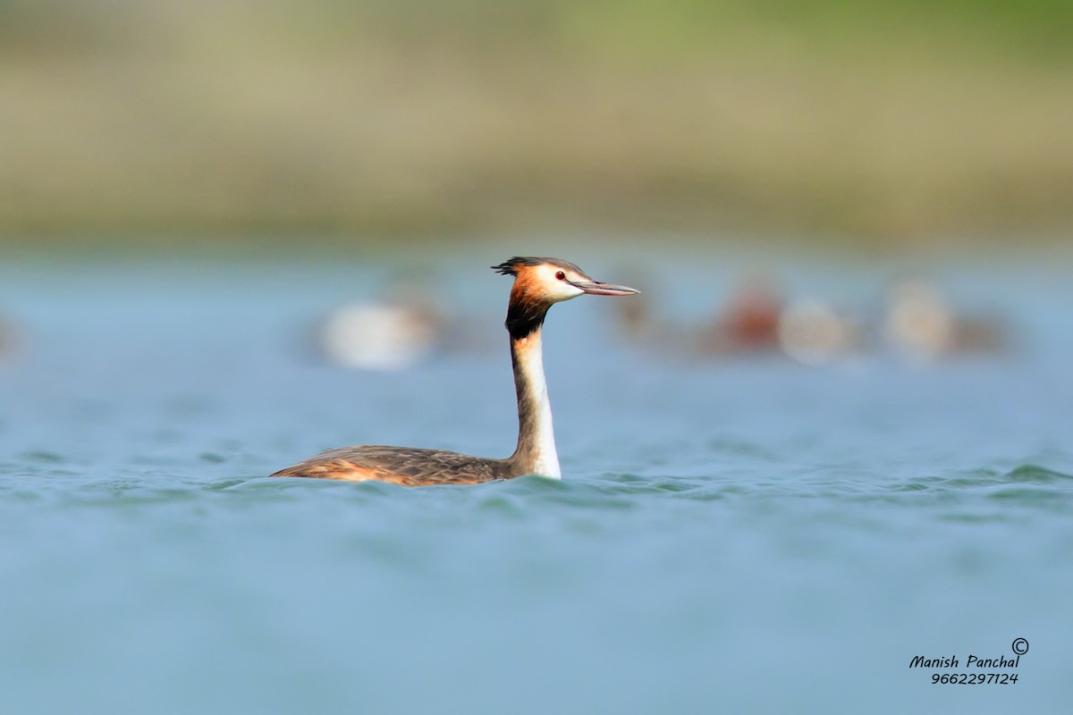 Great Crested Grebe - Manish Panchal