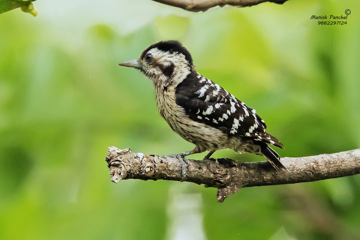 Gray-capped Pygmy Woodpecker - ML205946461