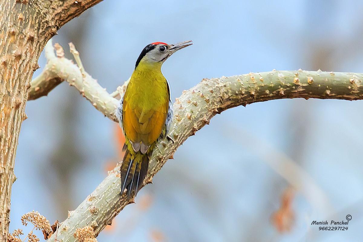 Gray-headed Woodpecker (Black-naped) - Manish Panchal