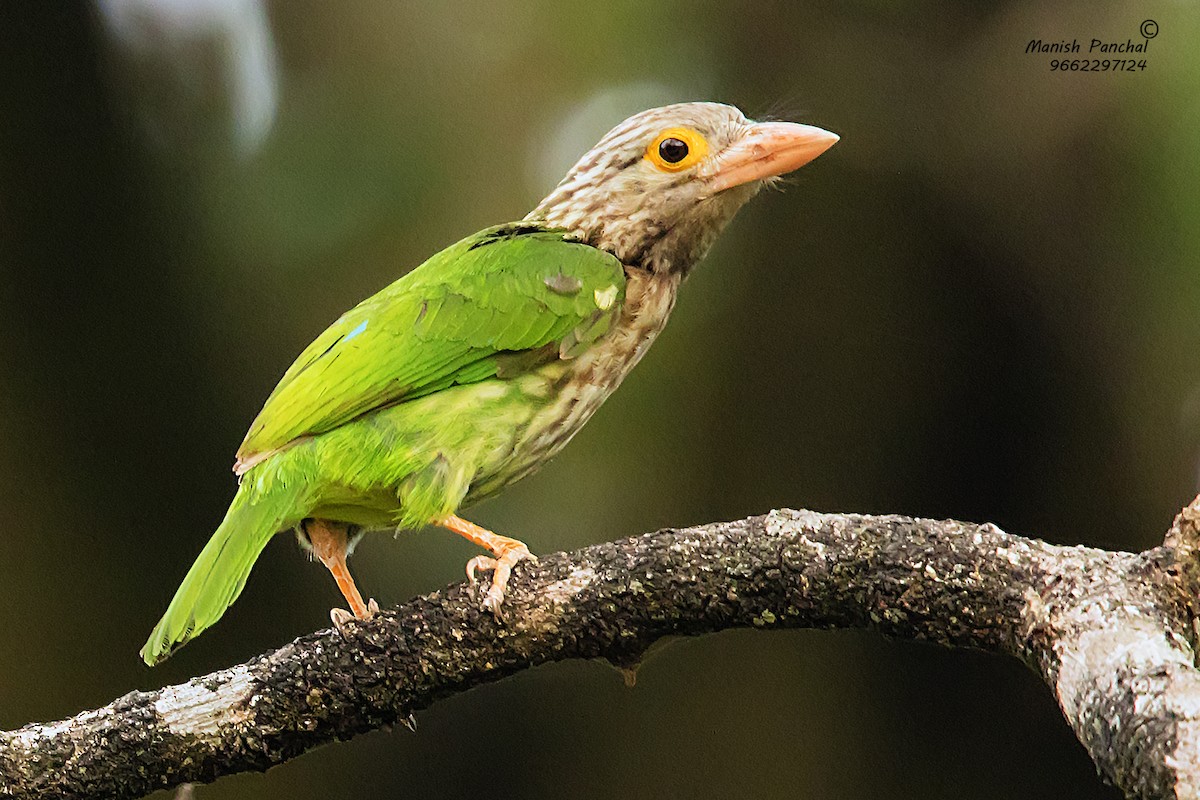 Lineated Barbet - ML205946491