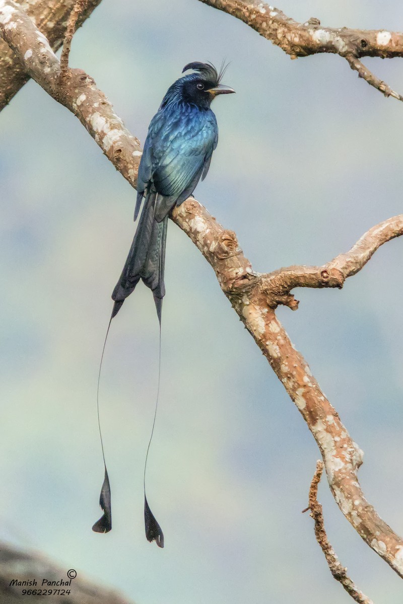 Greater Racket-tailed Drongo - Manish Panchal