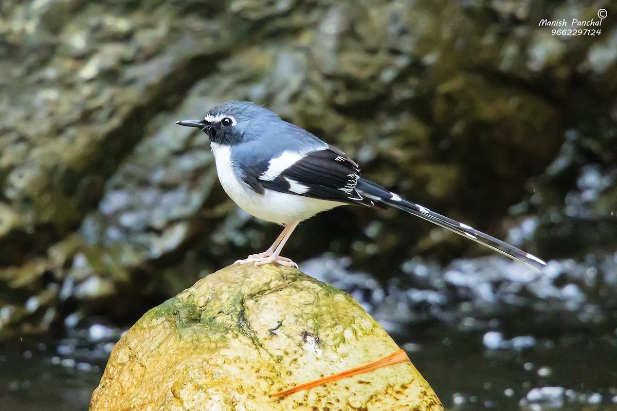 Slaty-backed Forktail - Manish Panchal