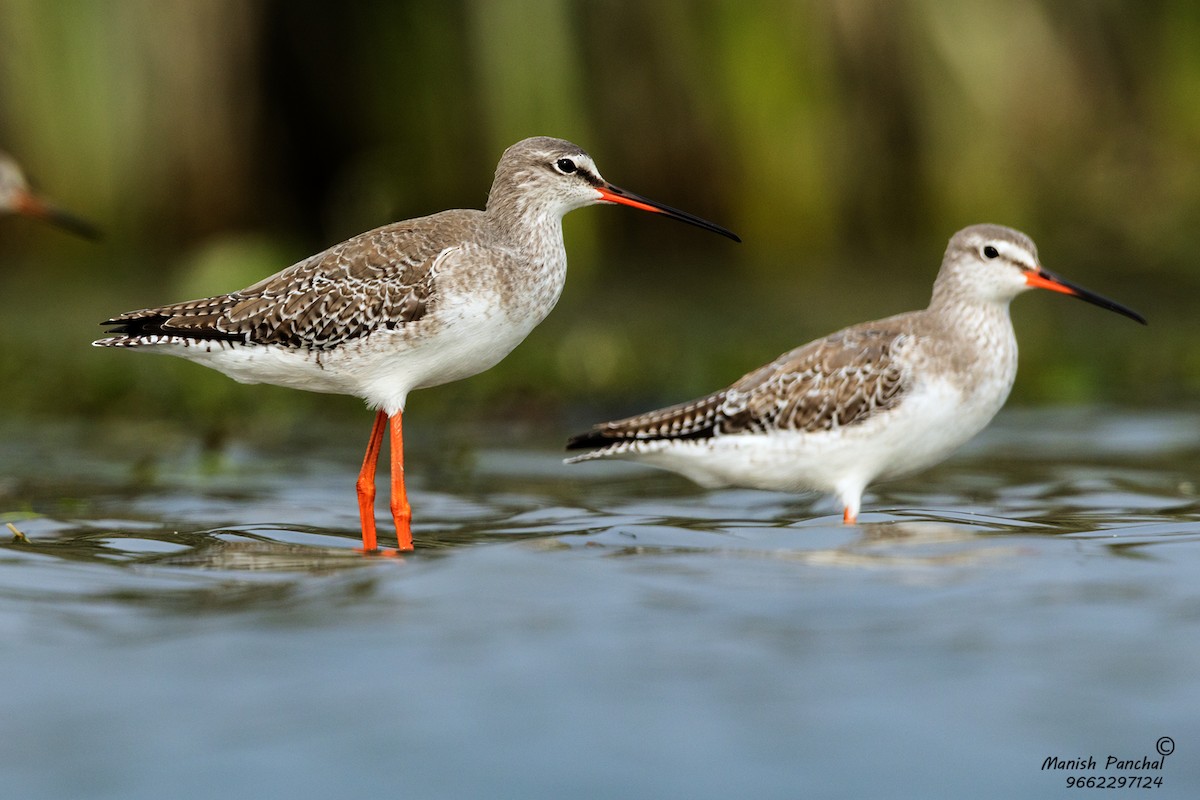 Spotted Redshank - Manish Panchal