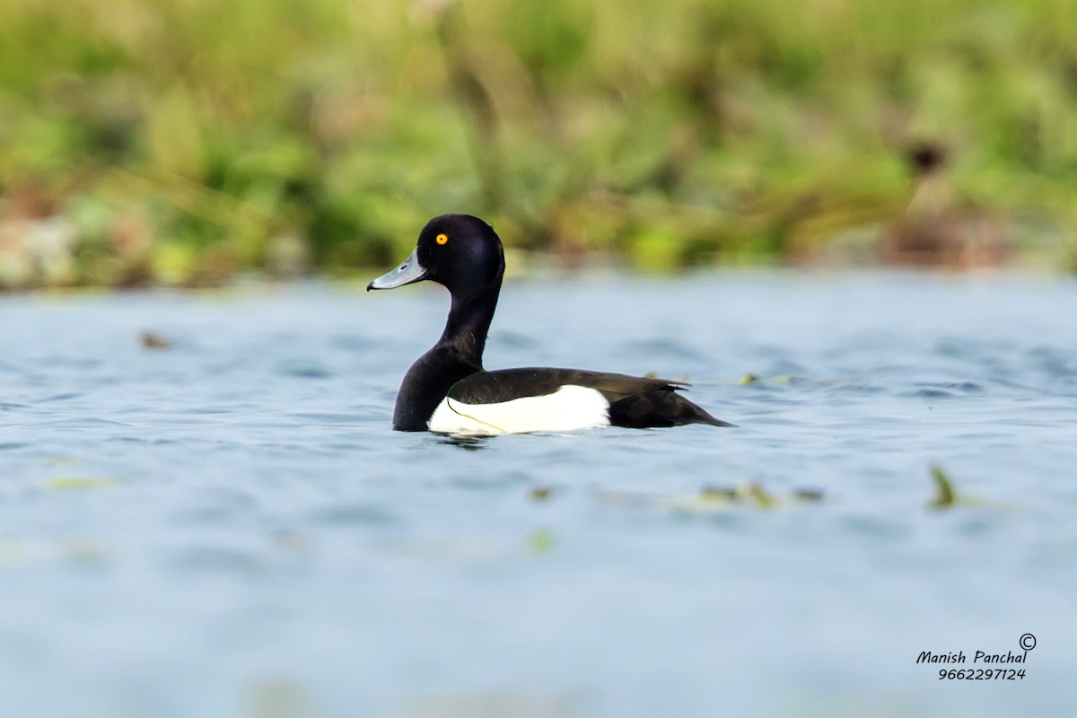 Tufted Duck - Manish Panchal