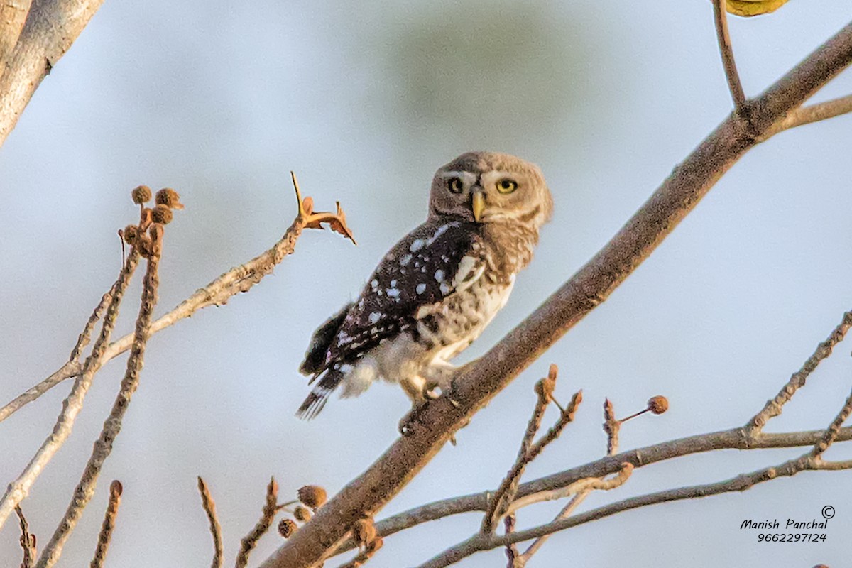 Forest Owlet - Manish Panchal