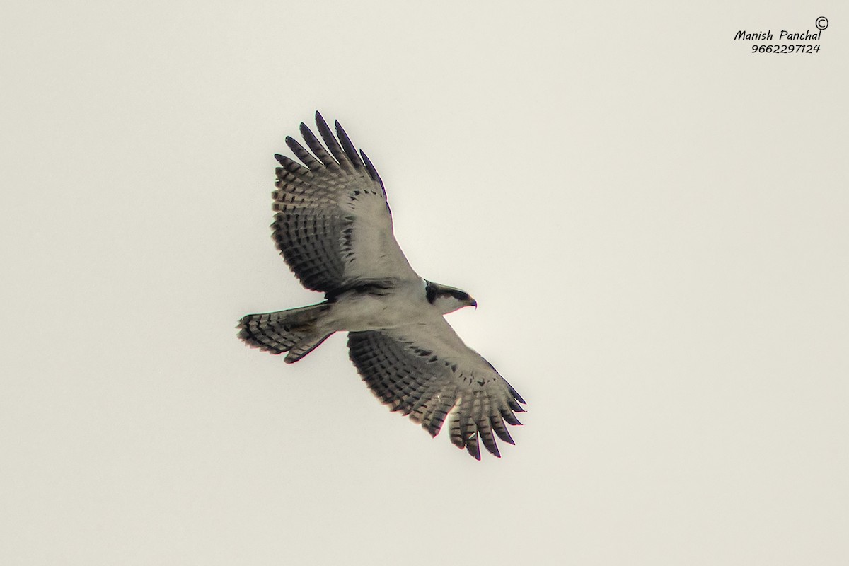 Rufous-bellied Eagle - Manish Panchal