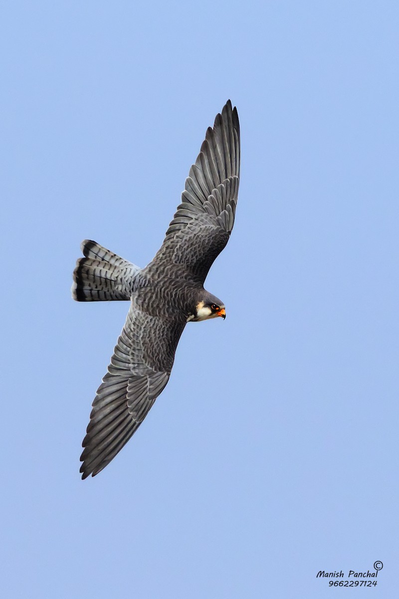 Amur Falcon - Manish Panchal