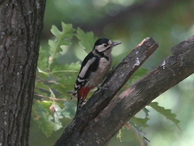 Great Spotted Woodpecker - Juan José  Bazan Hiraldo