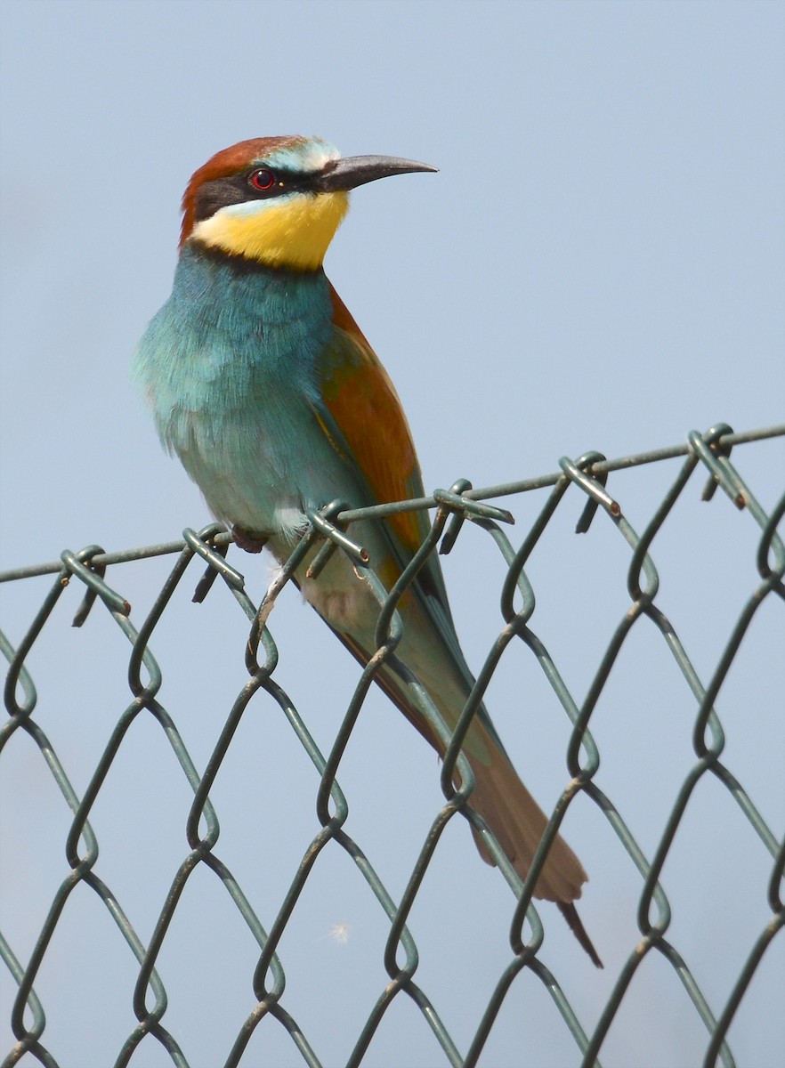 European Bee-eater - Juan José  Bazan Hiraldo