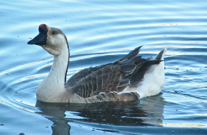 Graylag x Swan Goose (hybrid) - Angie Trumbo