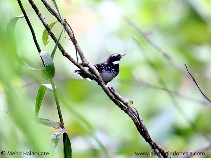 White-bellied Thicket-Fantail - Mehd Halaouate