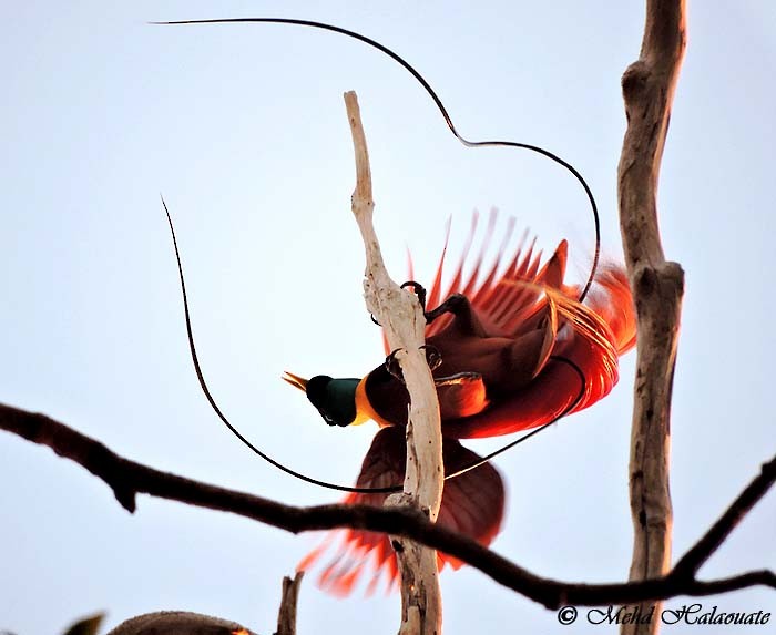 Red Bird-of-Paradise - Mehd Halaouate