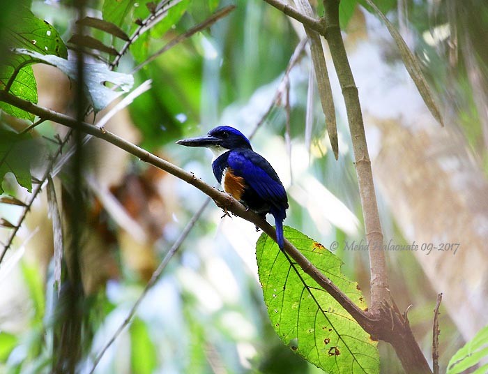 Blue-black Kingfisher - Mehd Halaouate