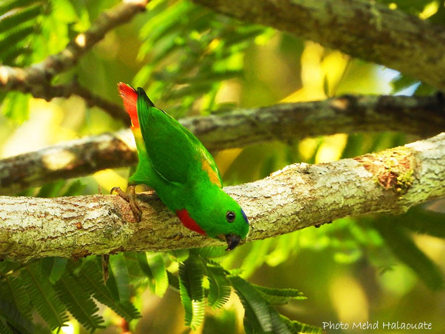 Blue-crowned Hanging-Parrot - ML205948421