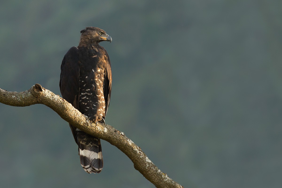 Crowned Eagle - Lars Petersson | My World of Bird Photography