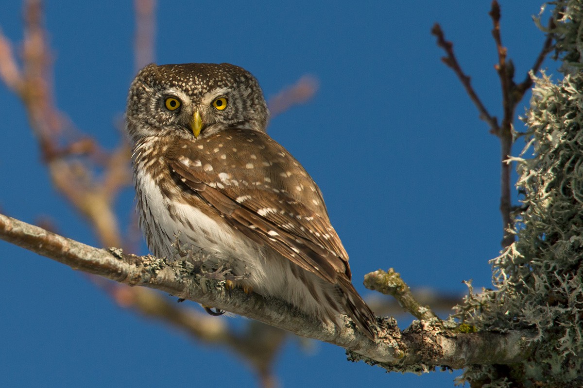 Eurasian Pygmy-Owl - Lars Petersson | My World of Bird Photography