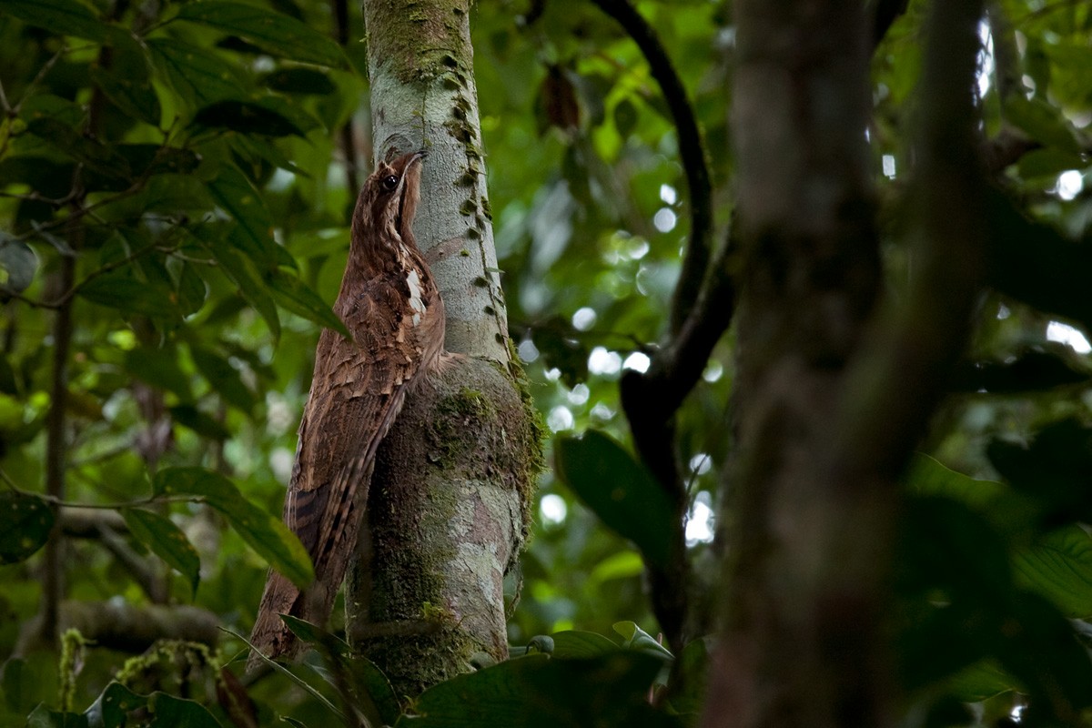 Long-tailed Potoo - Lars Petersson | My World of Bird Photography