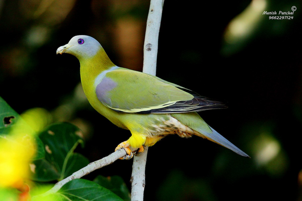 Yellow-footed Green-Pigeon - Manish Panchal