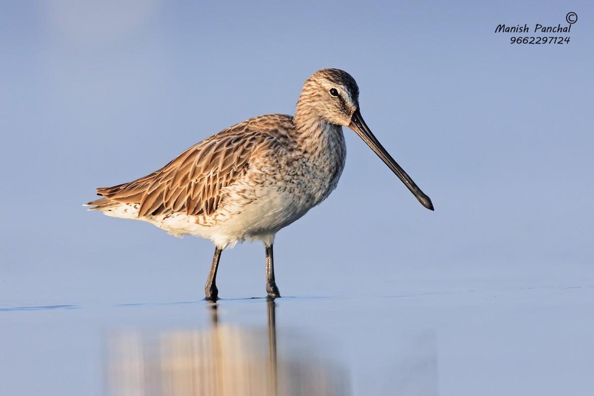 Asian Dowitcher - Manish Panchal
