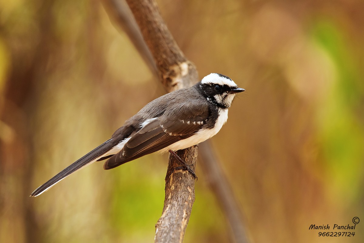 White-browed Fantail - ML205948961