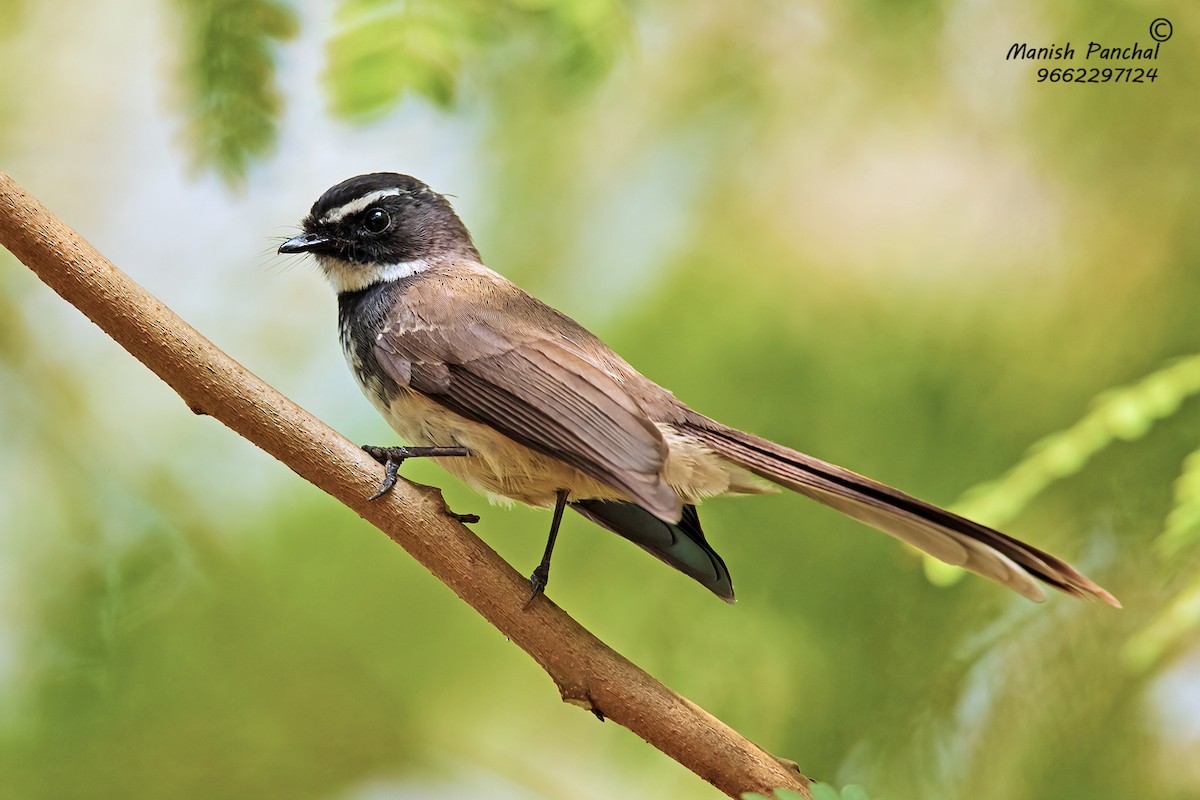 Spot-breasted Fantail - Manish Panchal