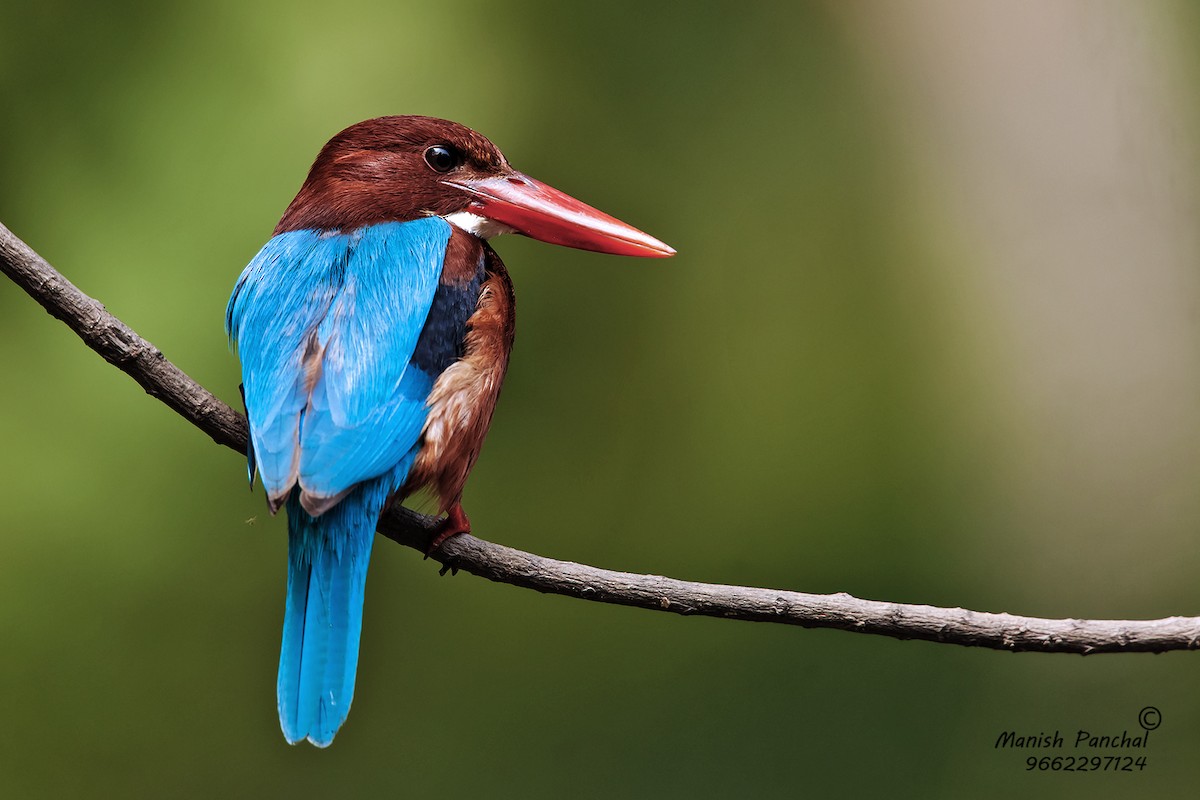 White-throated Kingfisher - Manish Panchal