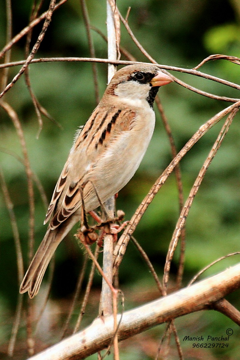 House Sparrow - Manish Panchal