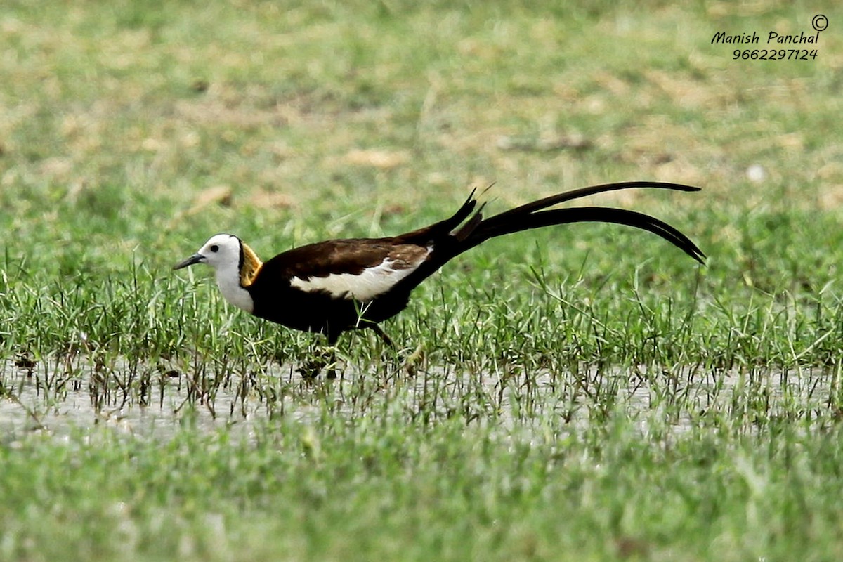 Pheasant-tailed Jacana - Manish Panchal