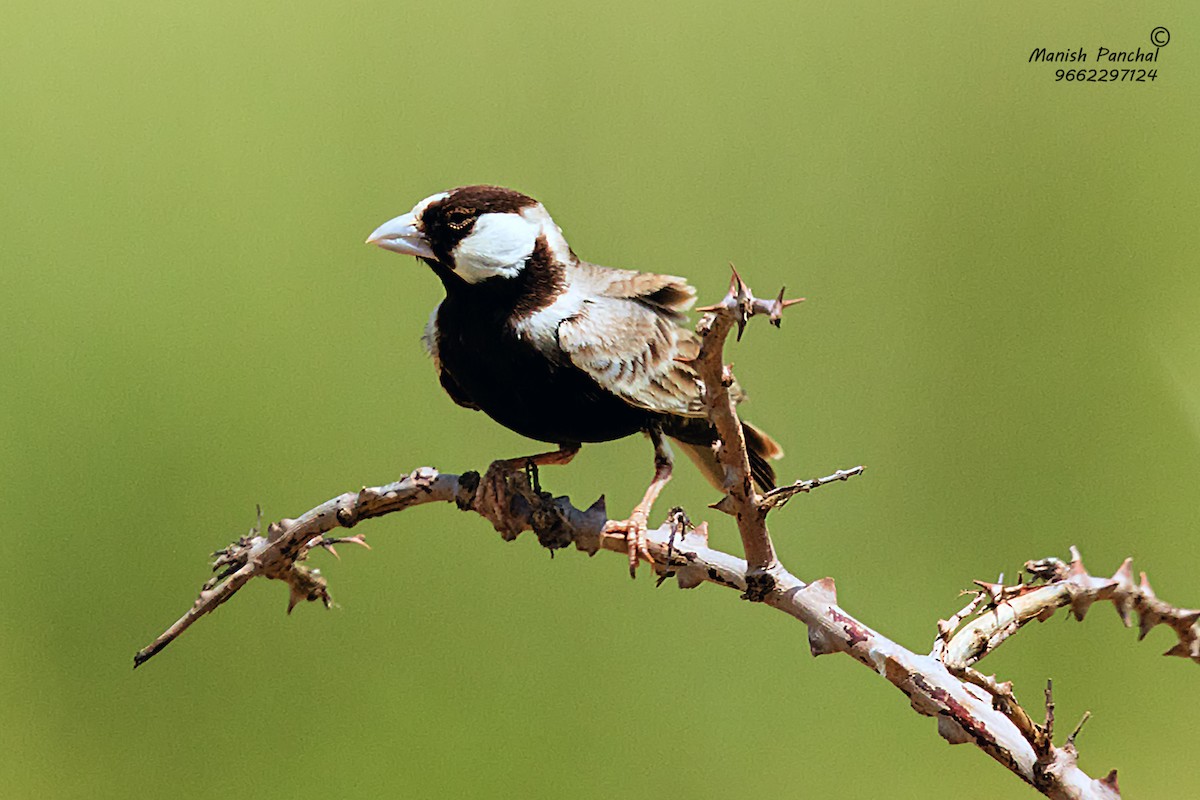 Black-crowned Sparrow-Lark - Manish Panchal