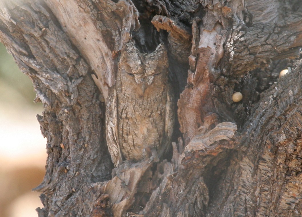 Eurasian Scops-Owl - Juan José  Bazan Hiraldo