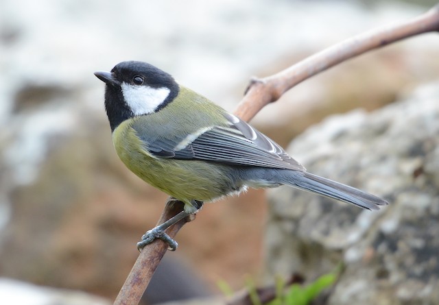 Adult lateral view (subspecies <em class="SciName notranslate">mallorcae</em>). - Great Tit - 