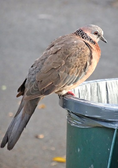 Spotted Dove (Eastern) - Angie Trumbo