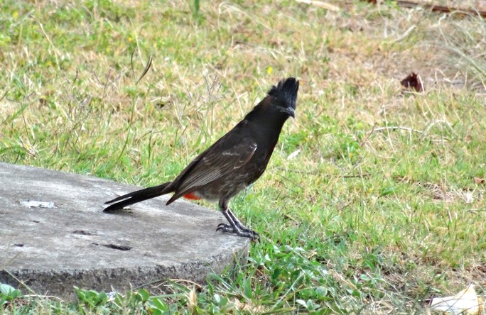 Red-vented Bulbul - Angie Trumbo