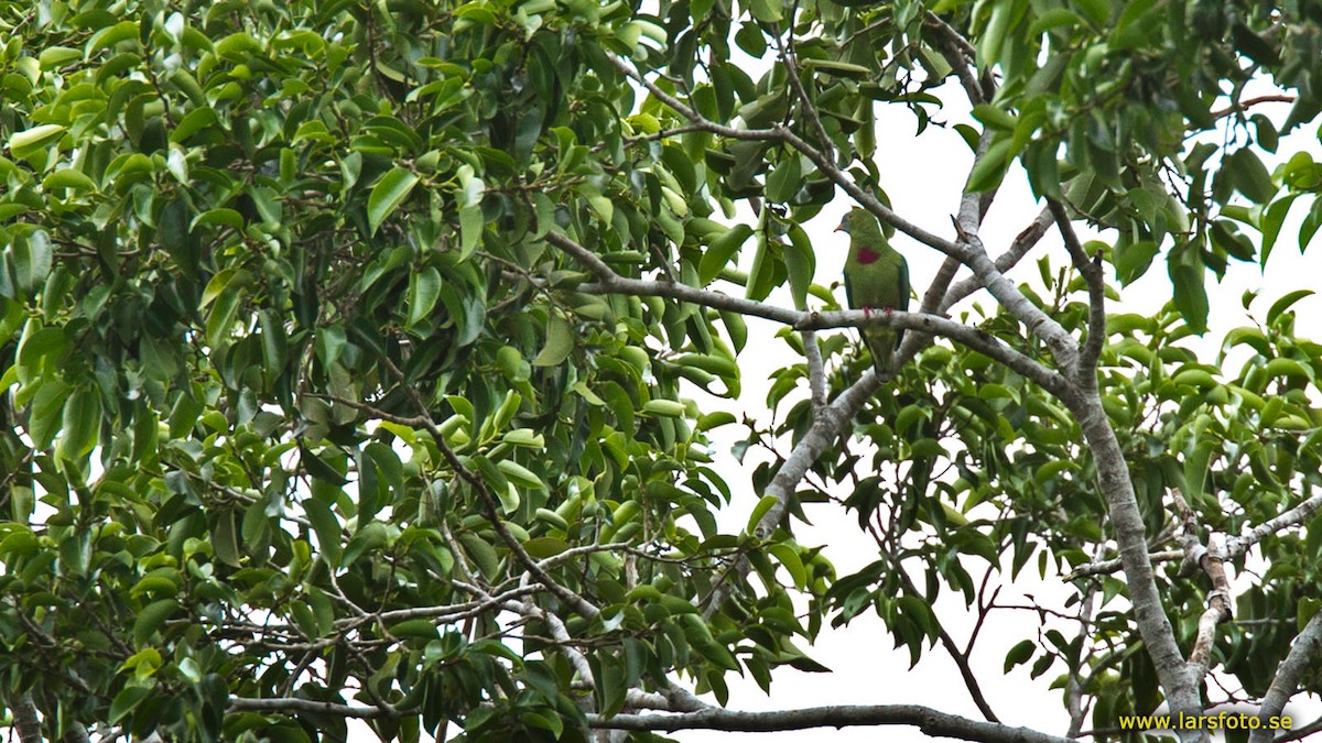 Claret-breasted Fruit-Dove - ML205950541