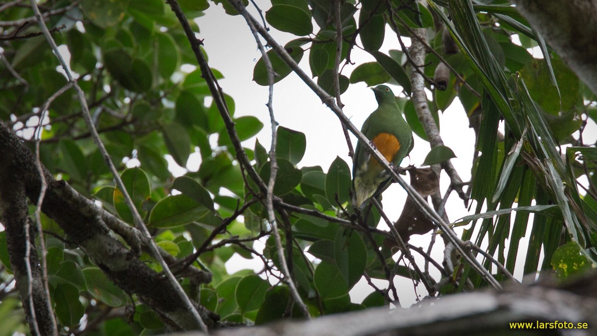 Orange-bellied Fruit-Dove - Lars Petersson | My World of Bird Photography