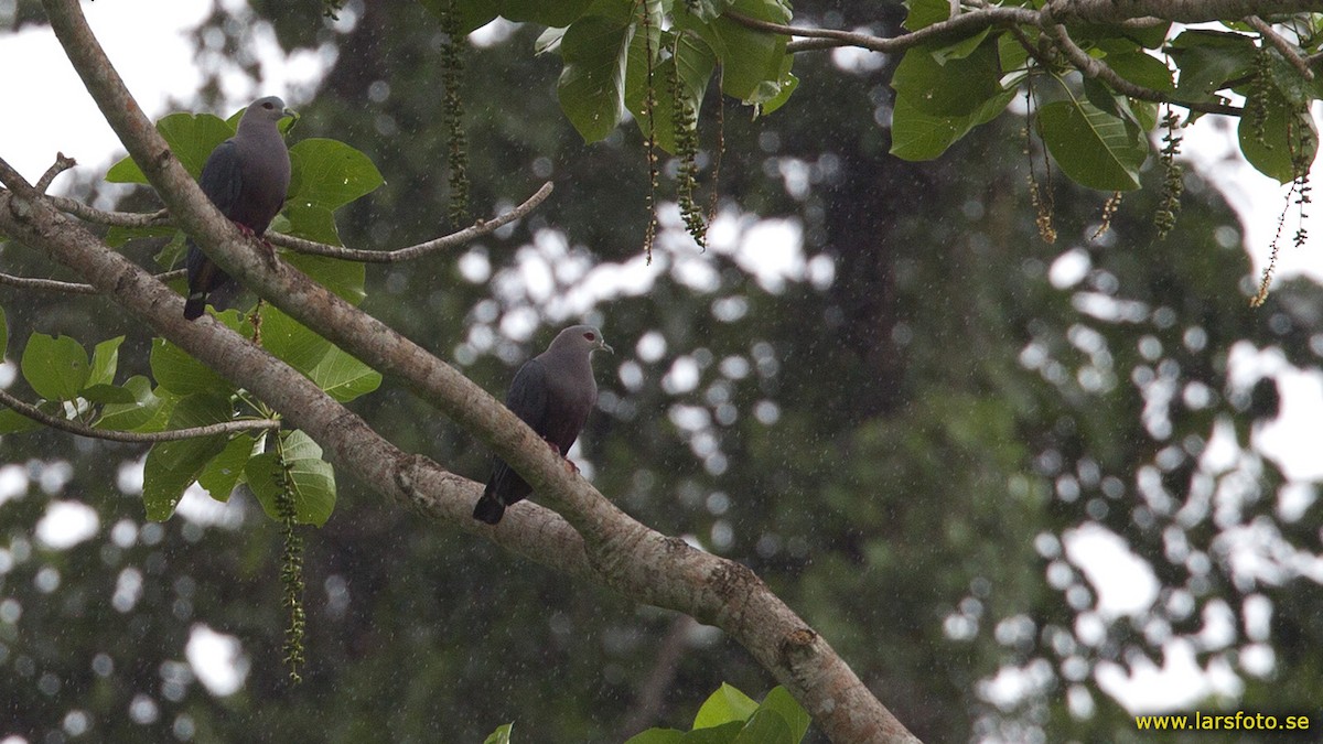 Красноглазый плодовый голубь (pinon/jobiensis) - ML205950591