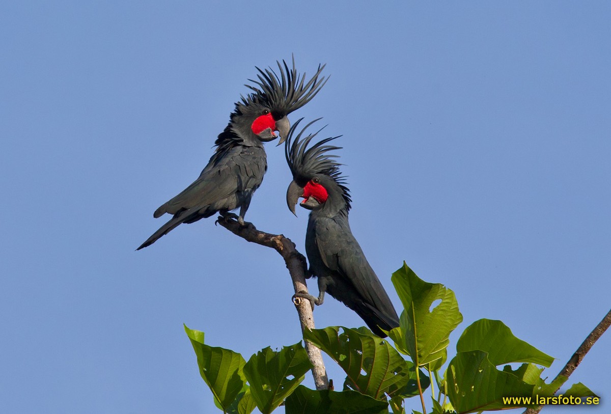 Palm Cockatoo - Lars Petersson | My World of Bird Photography