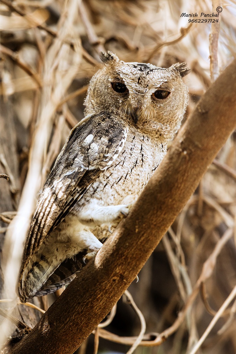 Indian Scops-Owl - Manish Panchal