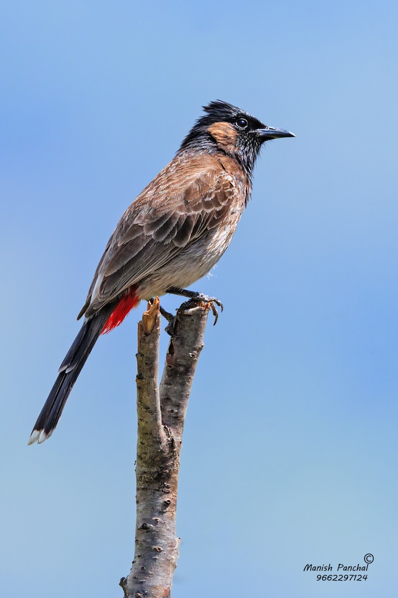 Red-vented Bulbul - Manish Panchal