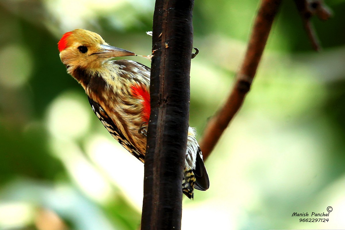 Yellow-crowned Woodpecker - Manish Panchal