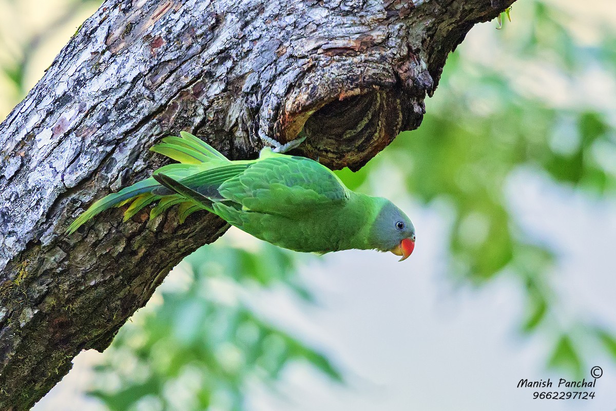 Himalaya Yeşil Papağanı - ML205951041
