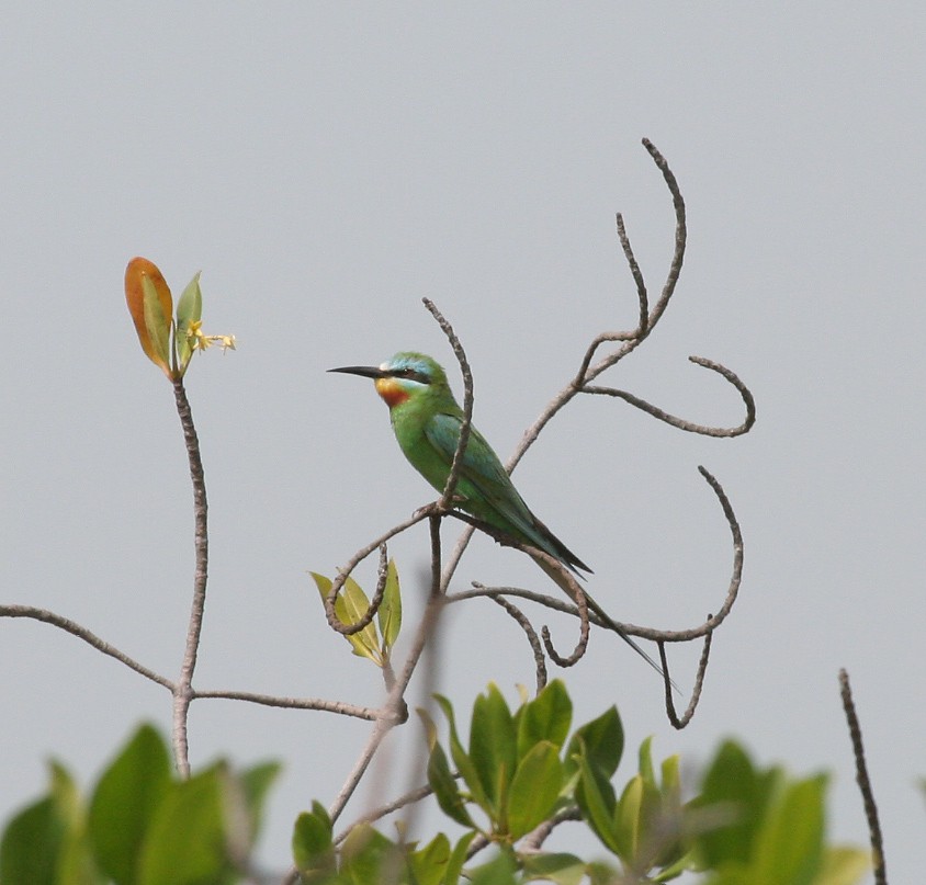 Blue-cheeked Bee-eater - Juan José  Bazan Hiraldo