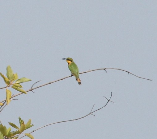 Little Bee-eater - ML205951341