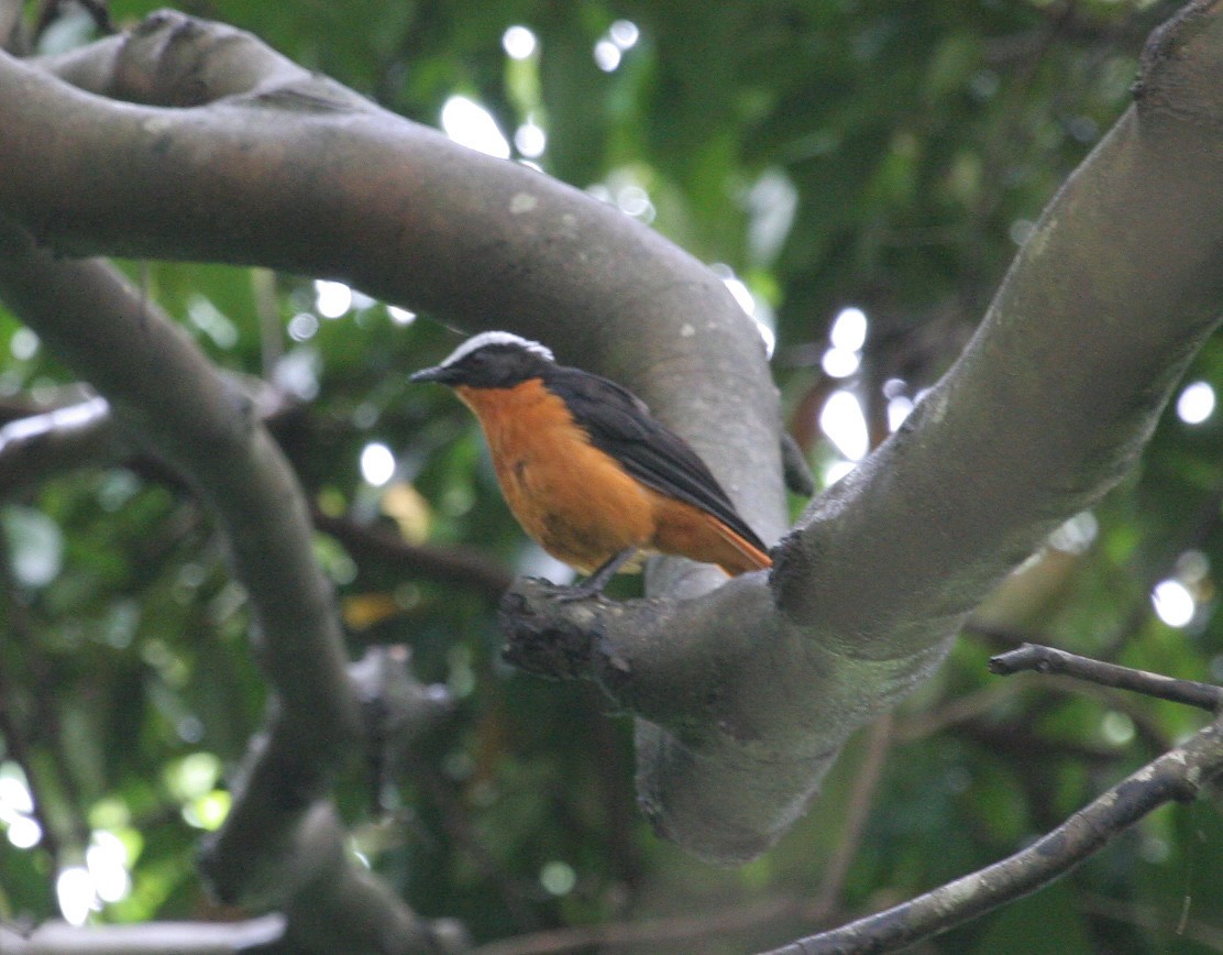 White-crowned Robin-Chat - ML205951401