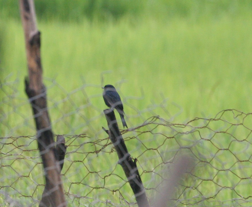 Fork-tailed Drongo (Glossy-backed) - ML205951431