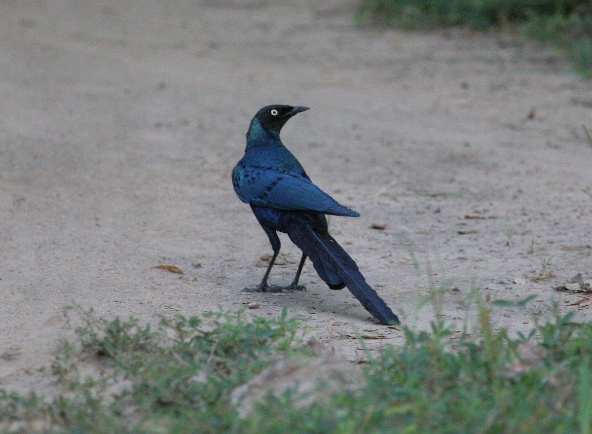 Long-tailed Glossy Starling - ML205951441