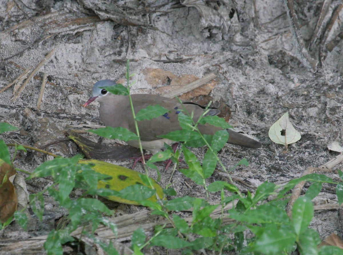 Blue-spotted Wood-Dove - ML205951531