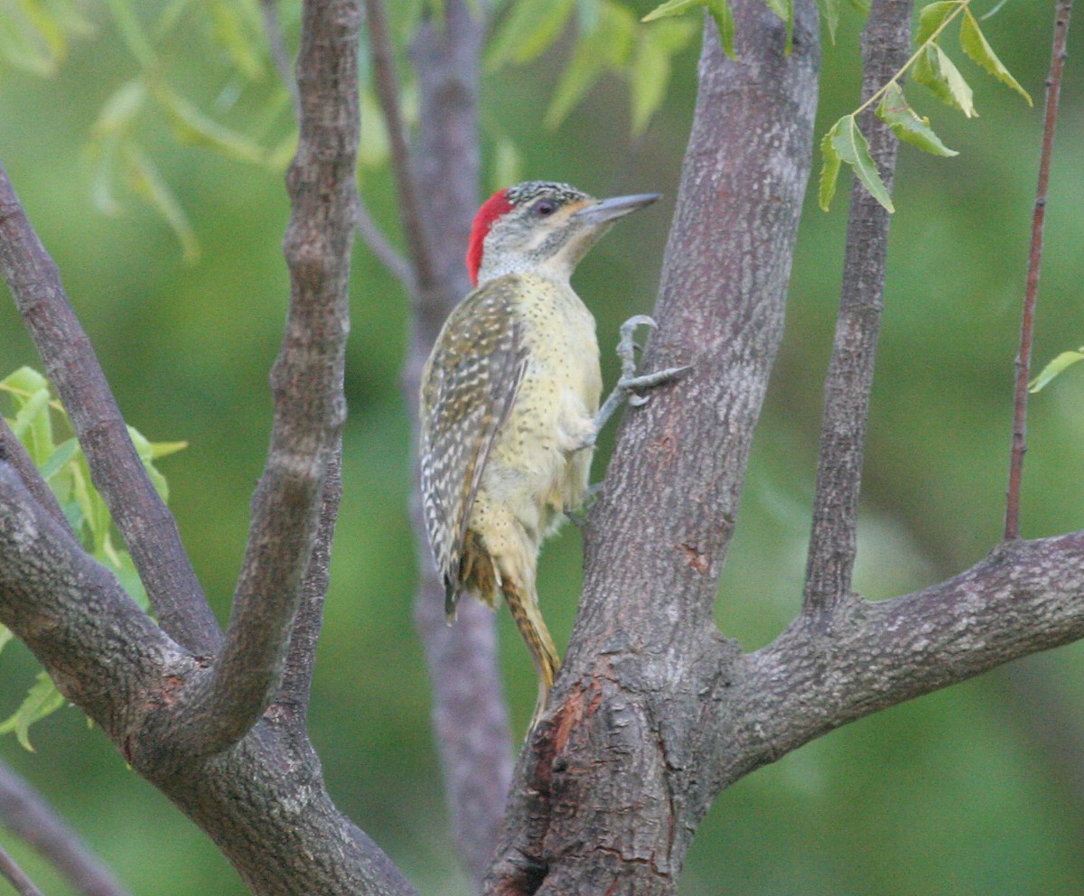 Fine-spotted Woodpecker - Juan José  Bazan Hiraldo