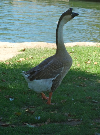 Swan Goose (Domestic type) - Angie Trumbo