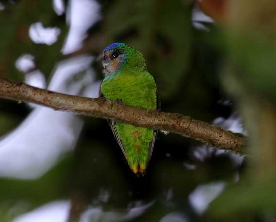 Red-breasted Pygmy-Parrot - Mehd Halaouate